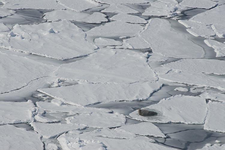 A bearded seal rests on ice in the Bering Sea. NOAA/Cameron