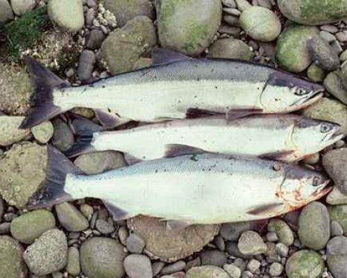 Sockeye salmon-Alutiiq Word of the Week