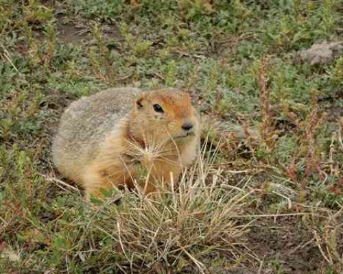 A snapshot in time: Ancient ground squirrel droppings, dating back 700,000 years, reveal rich details about evolutionary history of the Arctic