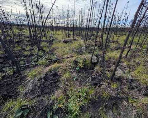 Research finds past burns can limit Alaska wildfire spread