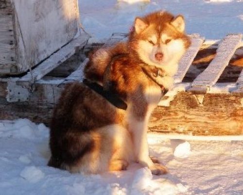 ‘One of my worst fears’: Dog attacks in Nunavut and Nunavik spark outcry