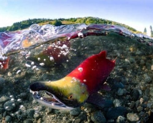 Fish Creek Sport Fishery Opens August 3 with Increased Sockeye Salmon Limits