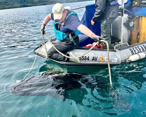 Undergrad helps reel in elusive shark species