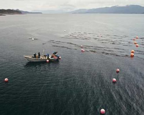 Kelp Farms and Marine Life Co-Exist in Southeast Alaska