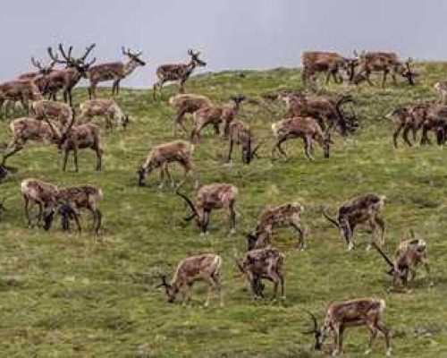 Trump’s ANWR Oil and Gas Auction Was a Bust—But Alaskan Arctic Still Faces Fossil Fuel Threat