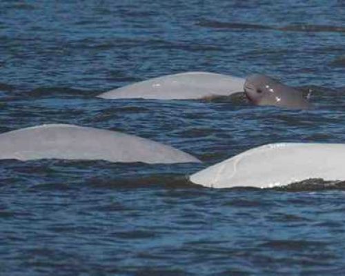 New Report Warns Alaska LNG Pipeline Would Threaten Critically Endangered Cook Inlet Beluga Whales and Coastal Communities