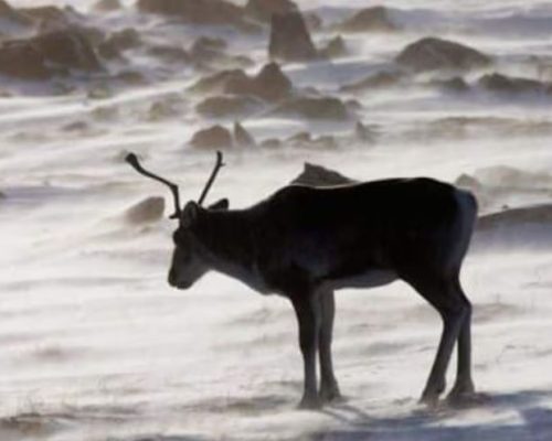 Nunavut gov’t proposes a tenfold increase to Baffin Island caribou harvest