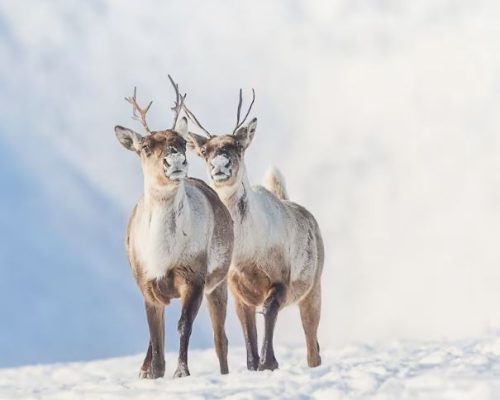 Semi-annual international caribou conference held in Yellowknife