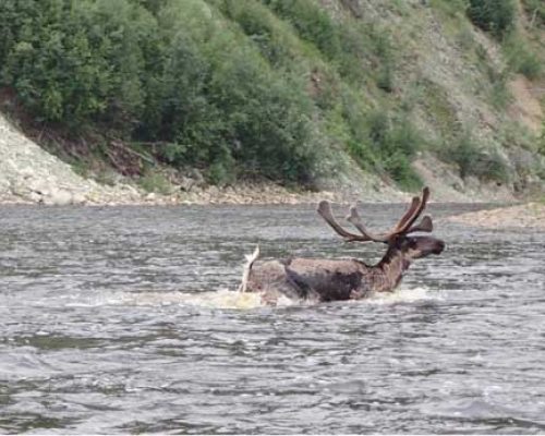 BLM Opening Fall Fortymile Caribou Federal Subsistence Hunt Zone 1