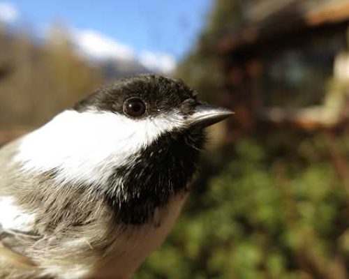 An update on fishhook chickadee beaks