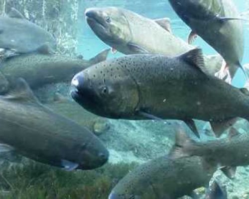 Shedding New Light on Yukon River Chinook Salmon Declines