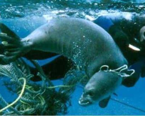 Addressing marine debris and harmful algal blooms