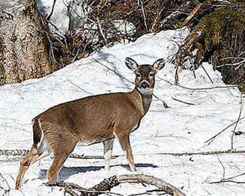 Kenai Peninsula Deer: Updates and Plans for the Future