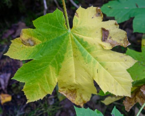 When the most aggressive-seeming greenery has a softer side