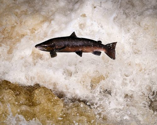 Dead salmon in northern Sweden are worrying researchers and fishermen
