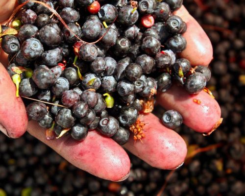 Blueberry season in northern Sweden gets early start