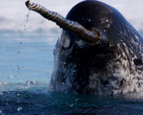 3D X-ray imaging unlocks the secrets of the narwhal’s spiral tusk