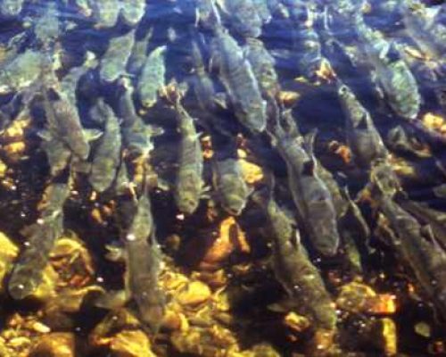 Fish Creek Youth-Only Fishery Opens Saturday and Sunday, August 1-2