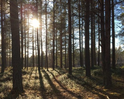 Unusually balmy June comes on tail of Finland’s record spring warmth