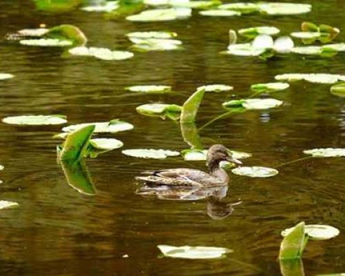 Mallard-Alutiiq Word of the Week