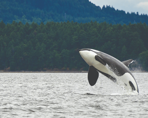 The Best Time to See Humpback Whales in Juneau (And Why It’s Worth Booking Early)