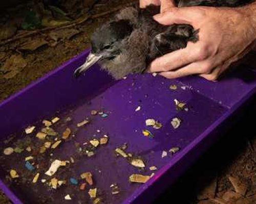 Pioneering new study reveals the deadly impacts of plastic pollution on wildlife populations for the first time