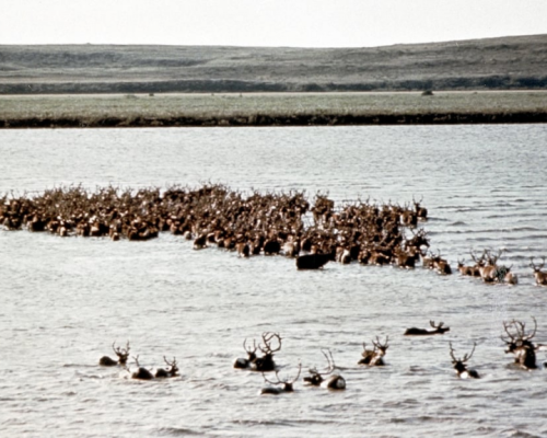 Ottawa invests $885,225 to turn Mackenzie Delta reindeer herd management into business