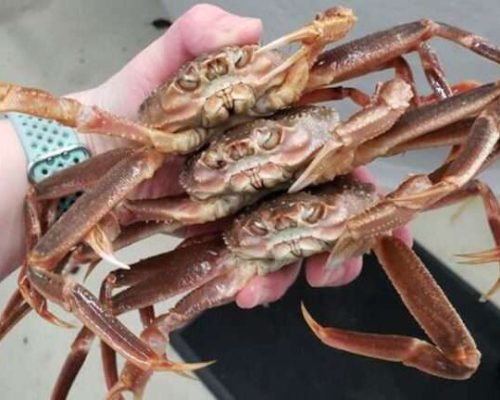 Murkowski and Sullivan Welcome Funding for Fisheries