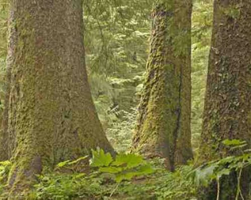 New proposal to rescind ‘Roadless Rule’ would open national forests in Alaska, across US, to logging